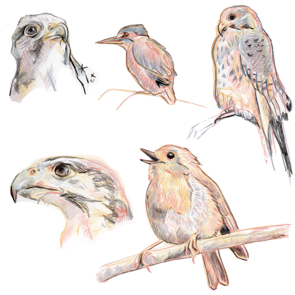 Bird Drawing With Confidence - Friday 15 October 2027, 10-4 (£70)
