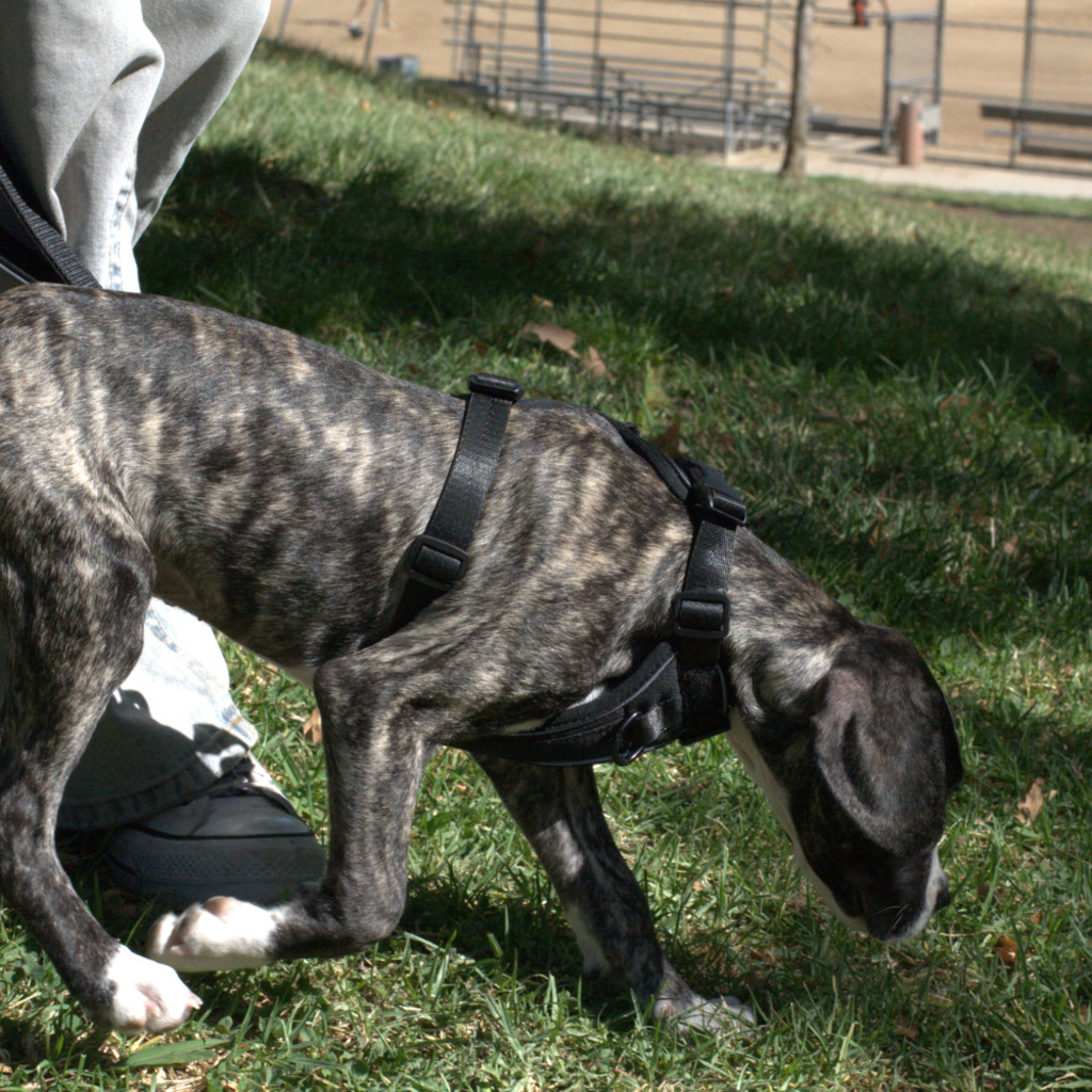 Puppy Academy 2