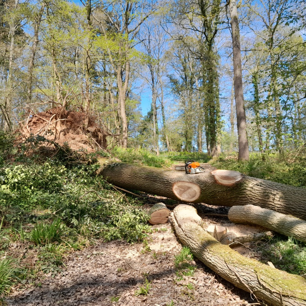 Forester working in a productive woodland. They are in the foreground, with understory and two felled trees, standing trees in background.