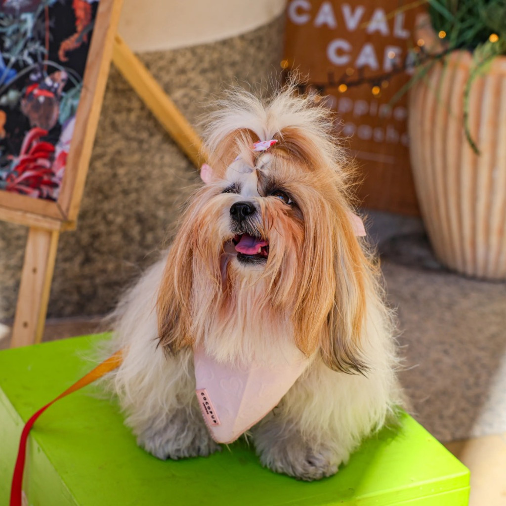 Shih Tzu Cafe - Derby