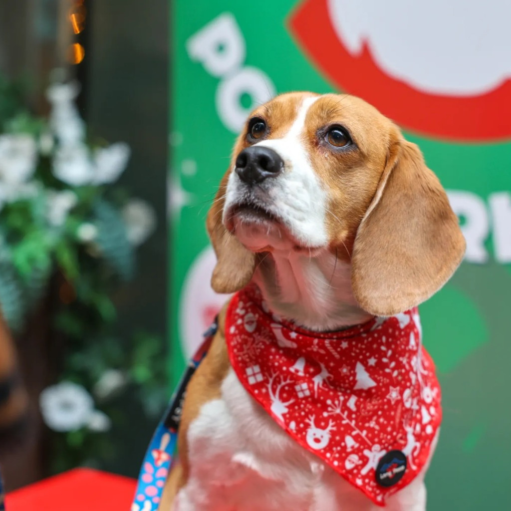 Beagle Cafe Christmas - Glasgow