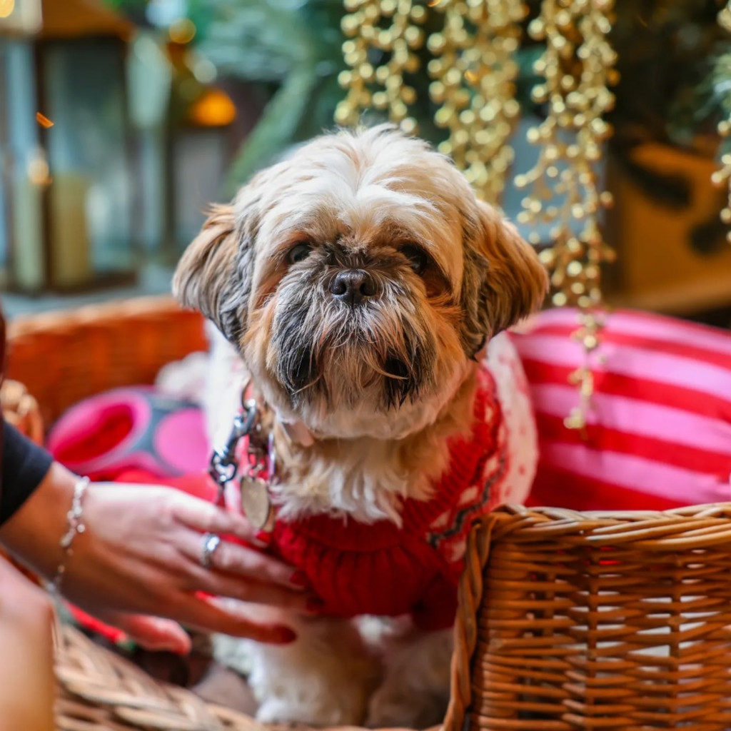 Shih Tzu Cafe Christmas - Liverpool