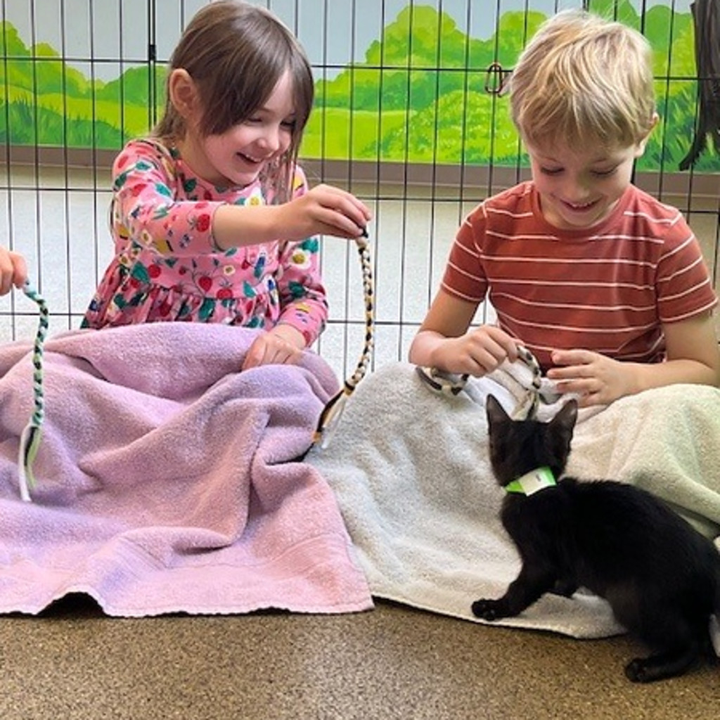 Camp Paws - One Day Camps 2026-2027
