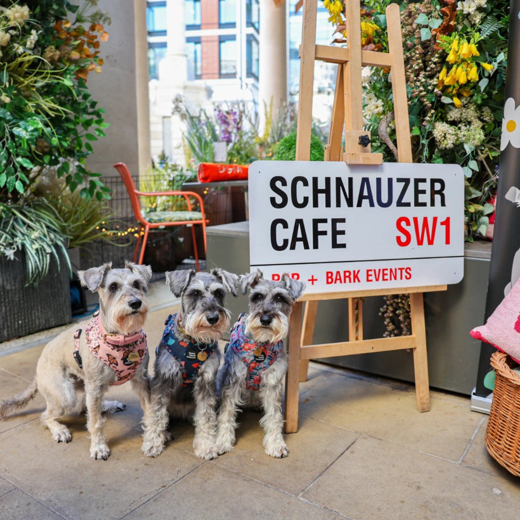 Schnauzer Cafe Halloween - Oxford