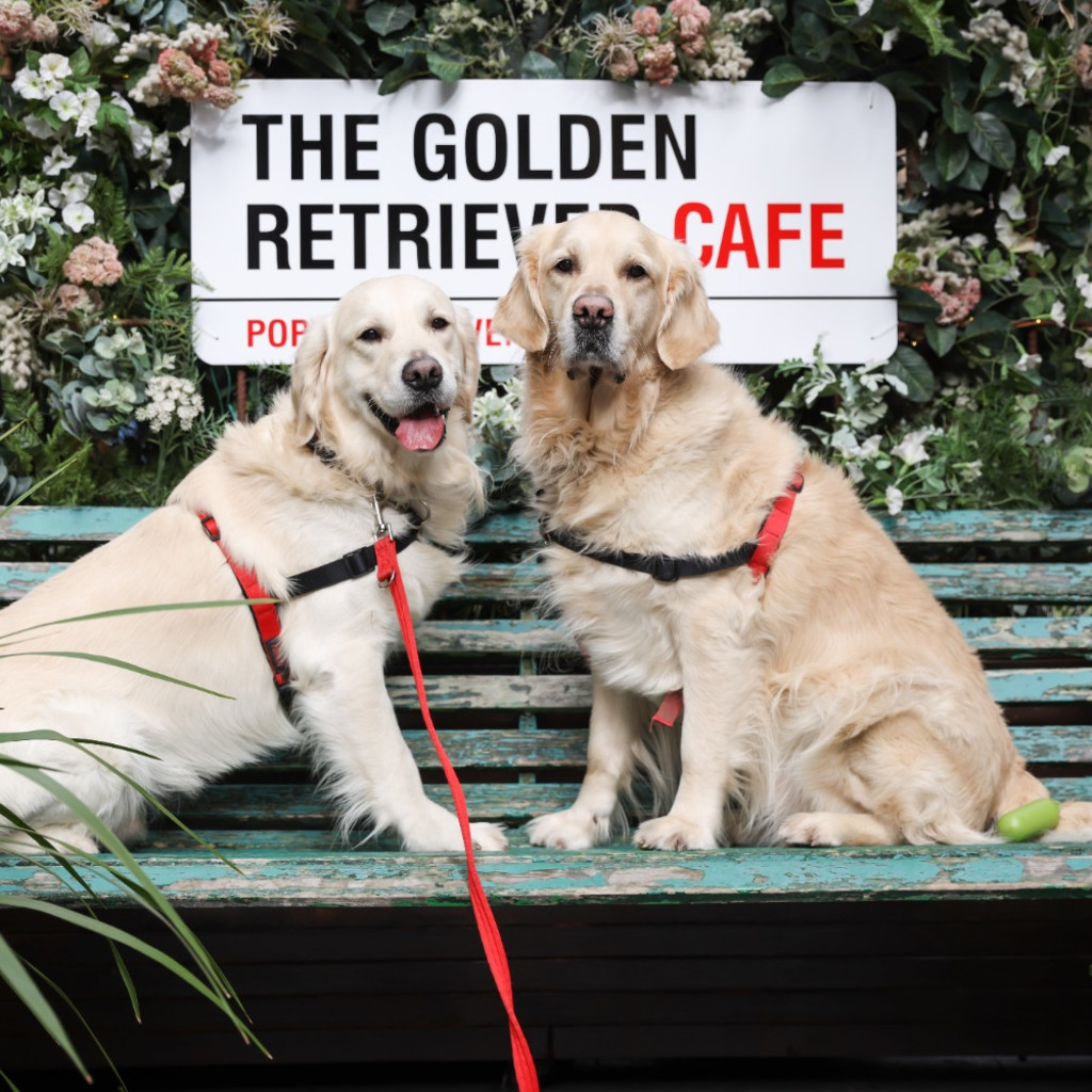 Golden Retriever Cafe - Sheffield