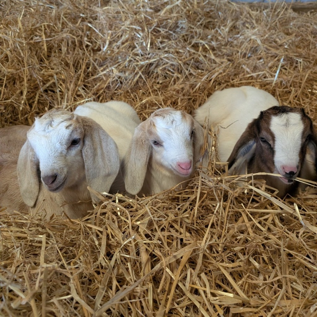 Summertime Farm Experience