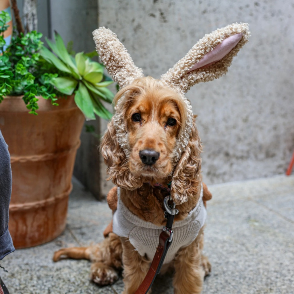 Cocker Spaniel Cafe Halloween - Cardiff