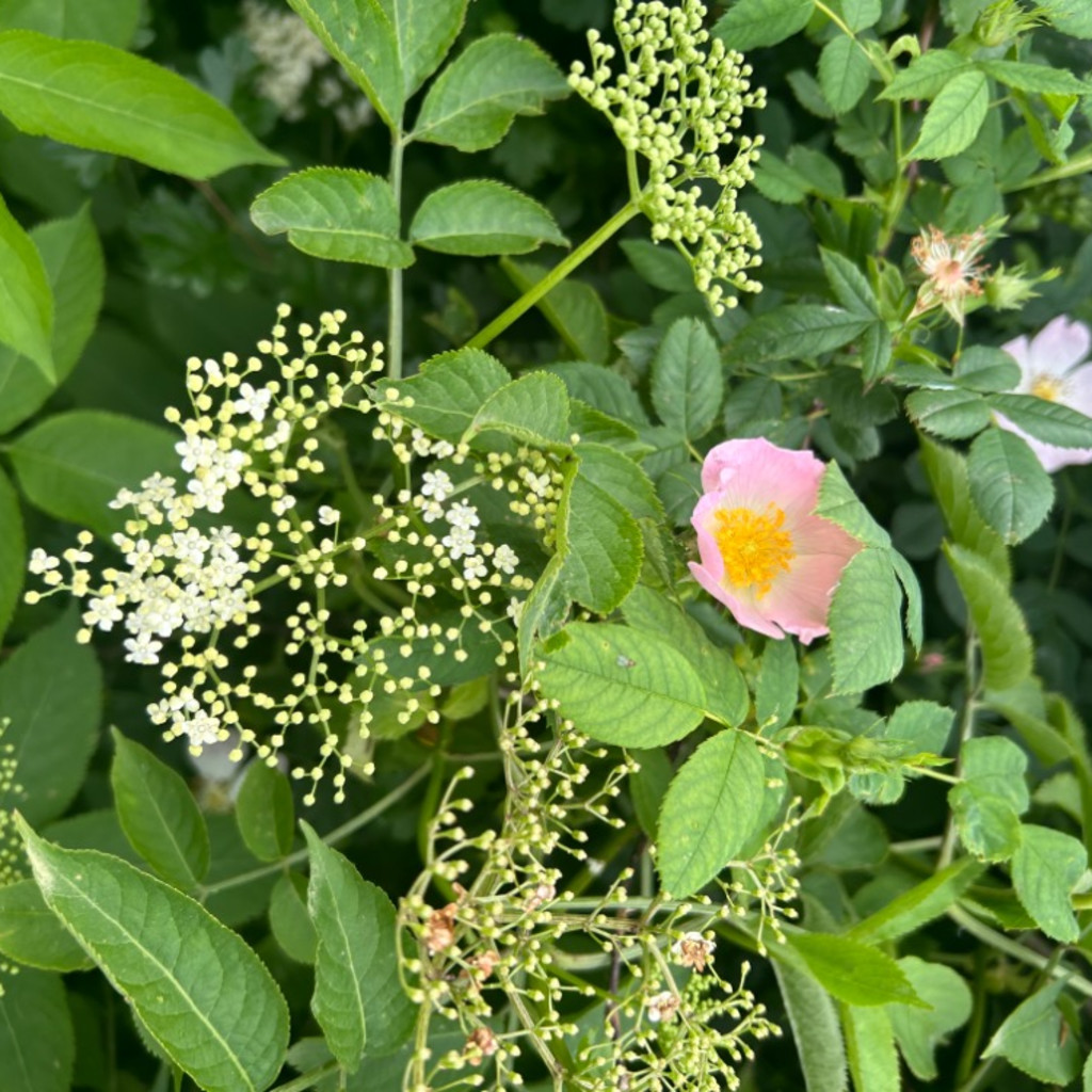 Medicinal Herbs (Summer) - 25th June 2027 - £95