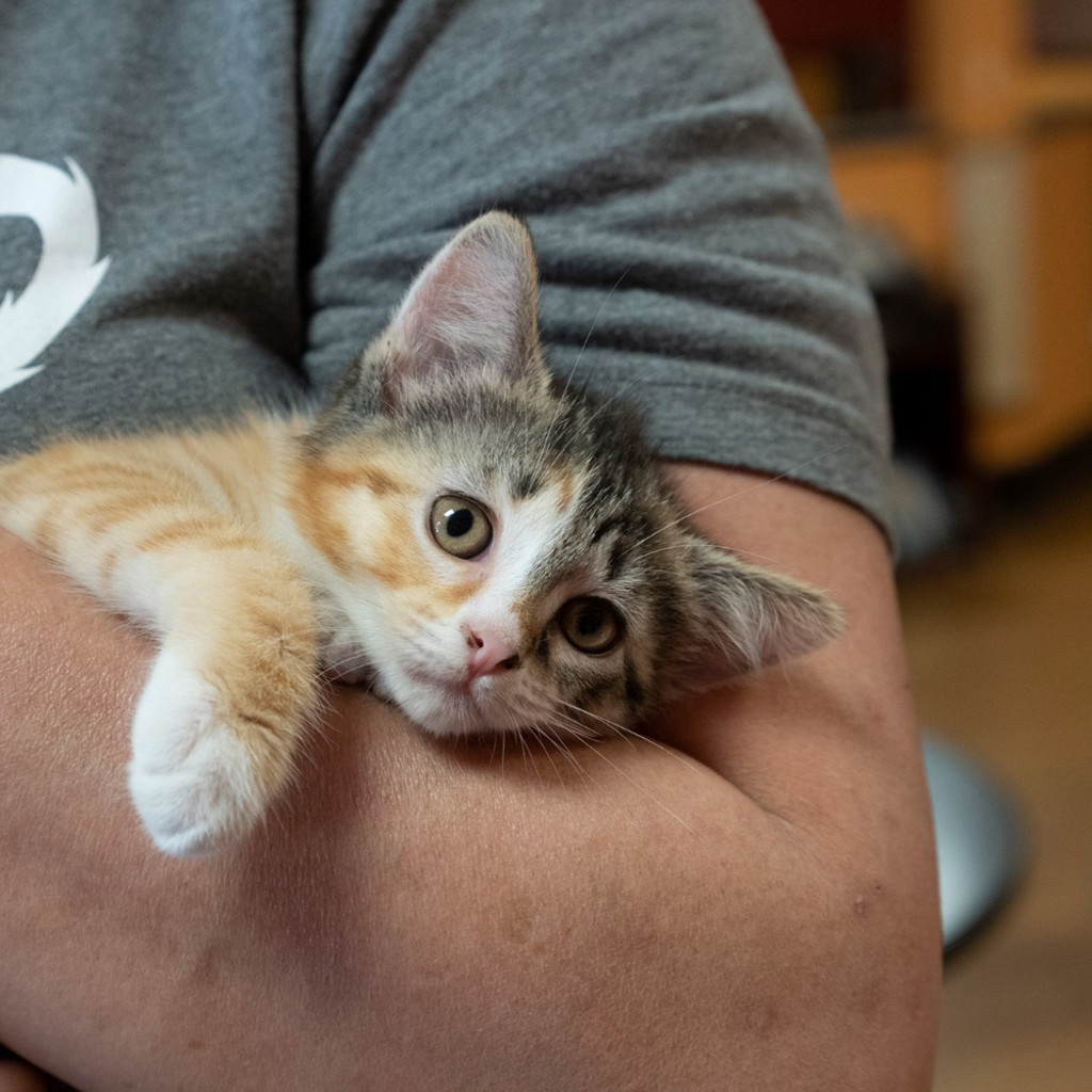 Trivia with Cats!  (Kittens!)