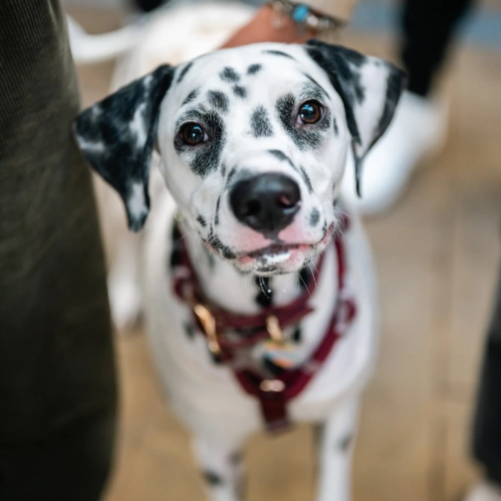 Dalmatian Cafe Halloween - London
