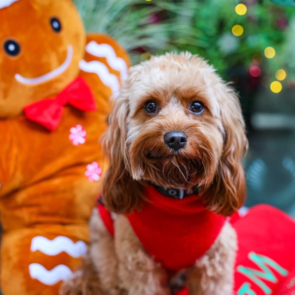 Cavapoo Cafe Christmas - Liverpool