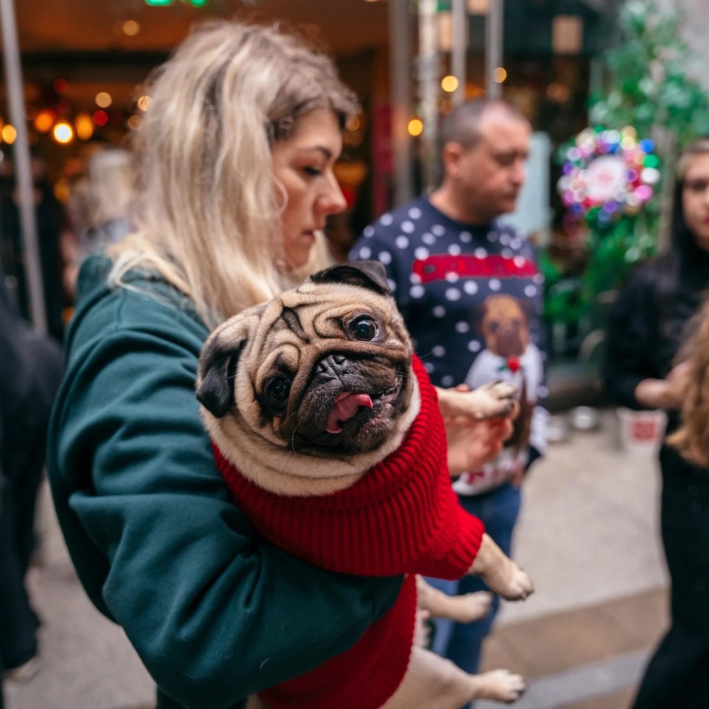 Pug Cafe Christmas - Cardiff