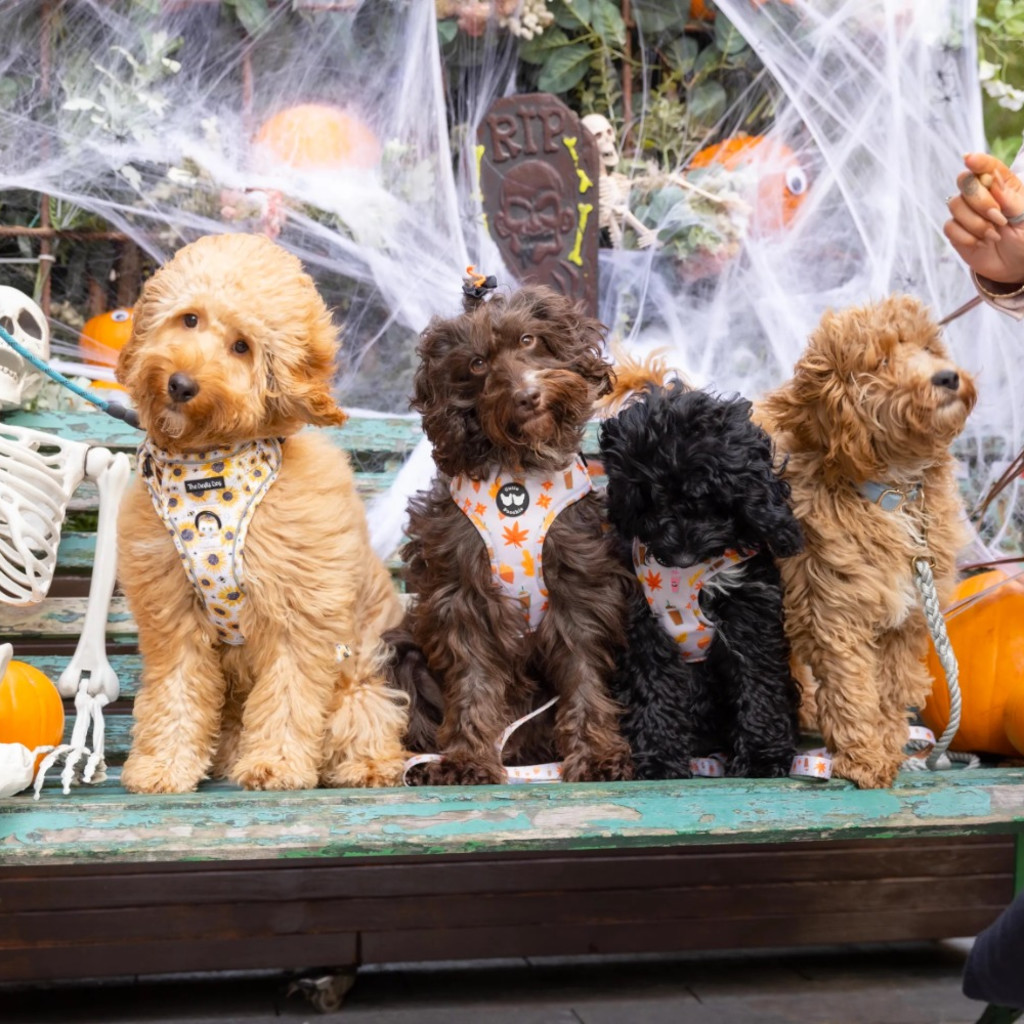 Cockapoo Cafe Halloween - Derby