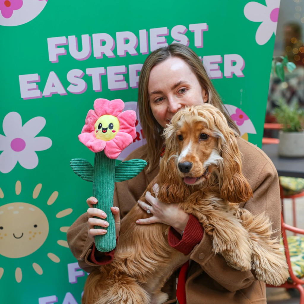 Cocker Spaniel Cafe - Sheffield
