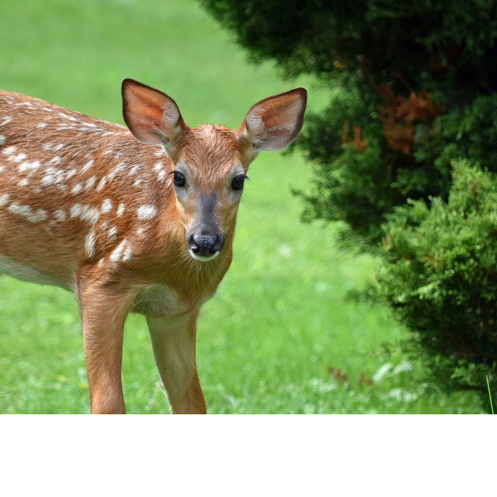 Coexisting with Deer