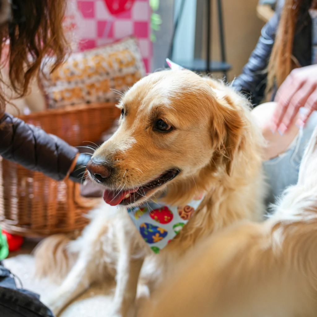 Golden Retriever Cafe - Chester