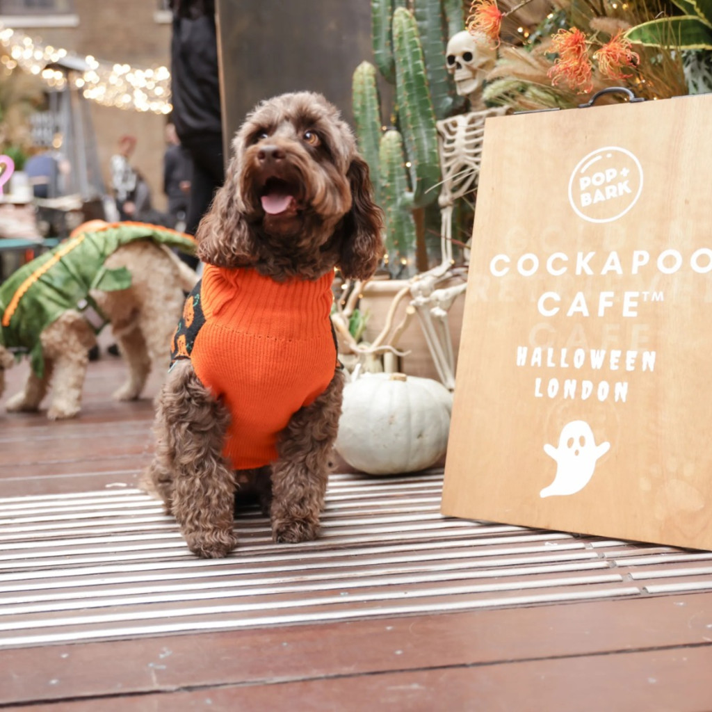 Cockapoo Cafe Halloween - Manchester