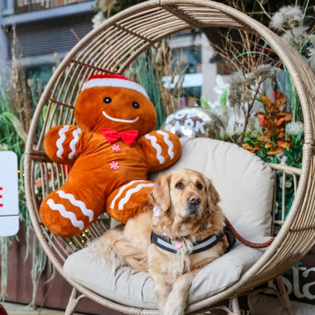 Golden Retriever Cafe Christmas - Bournemouth