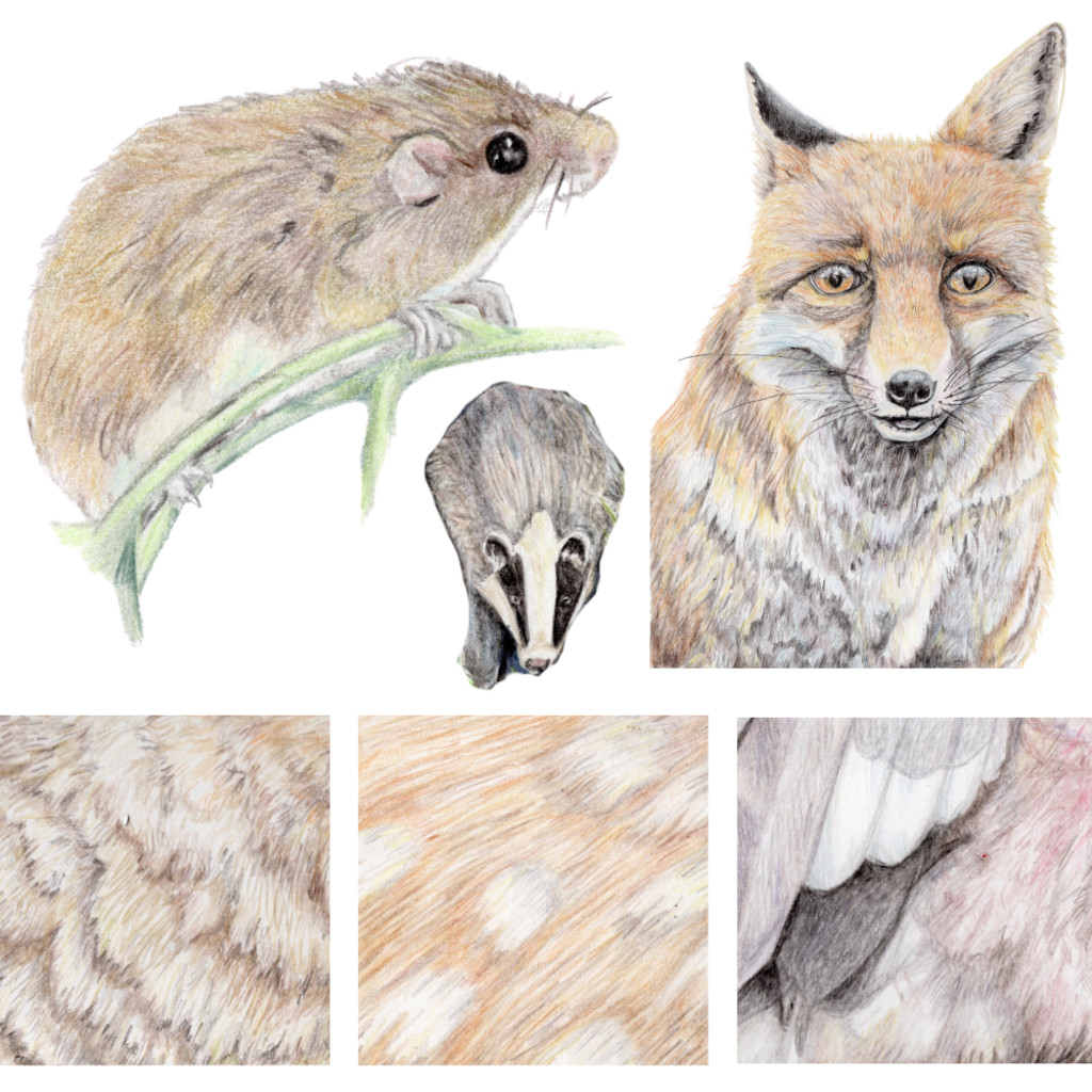 Wildlife Drawing With Confidence - Sunday 21 February 2027, 10-4 (£70)