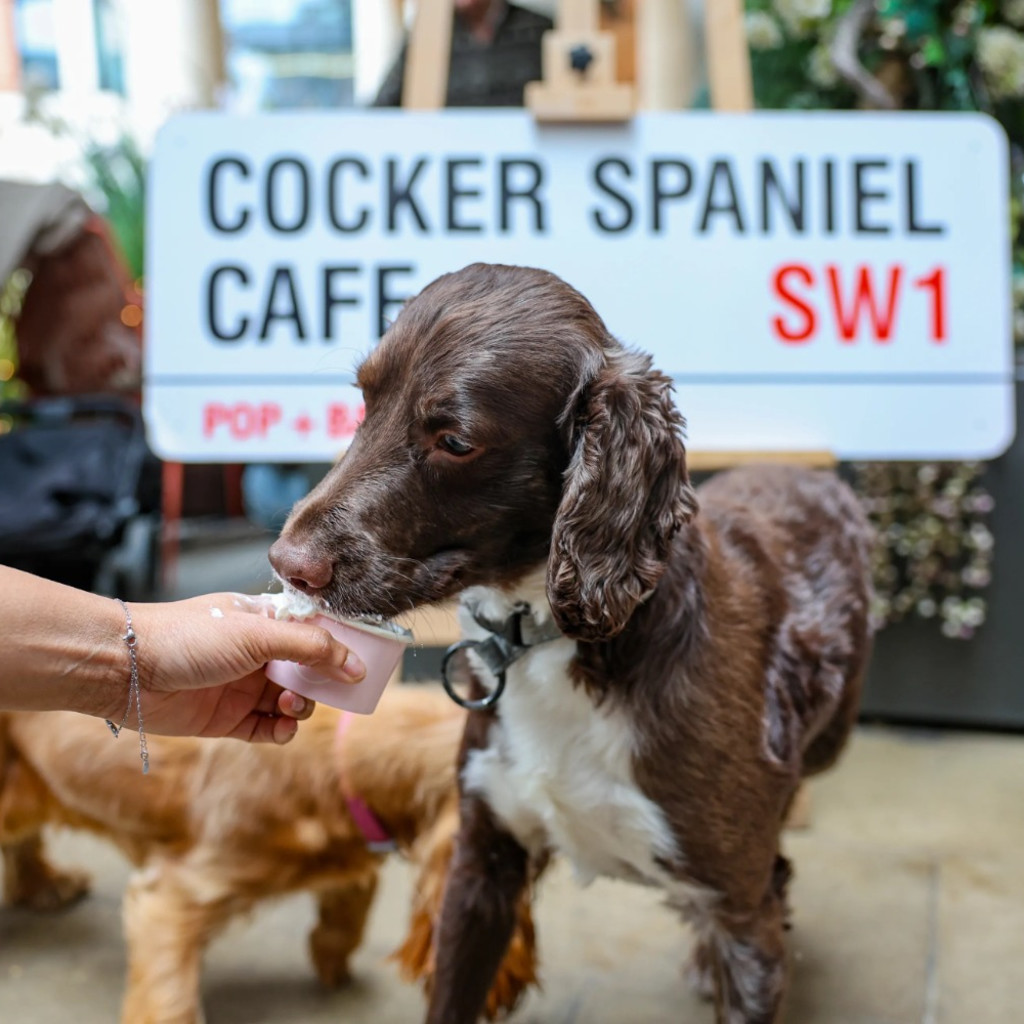Cocker Spaniel Cafe Halloween - Manchester