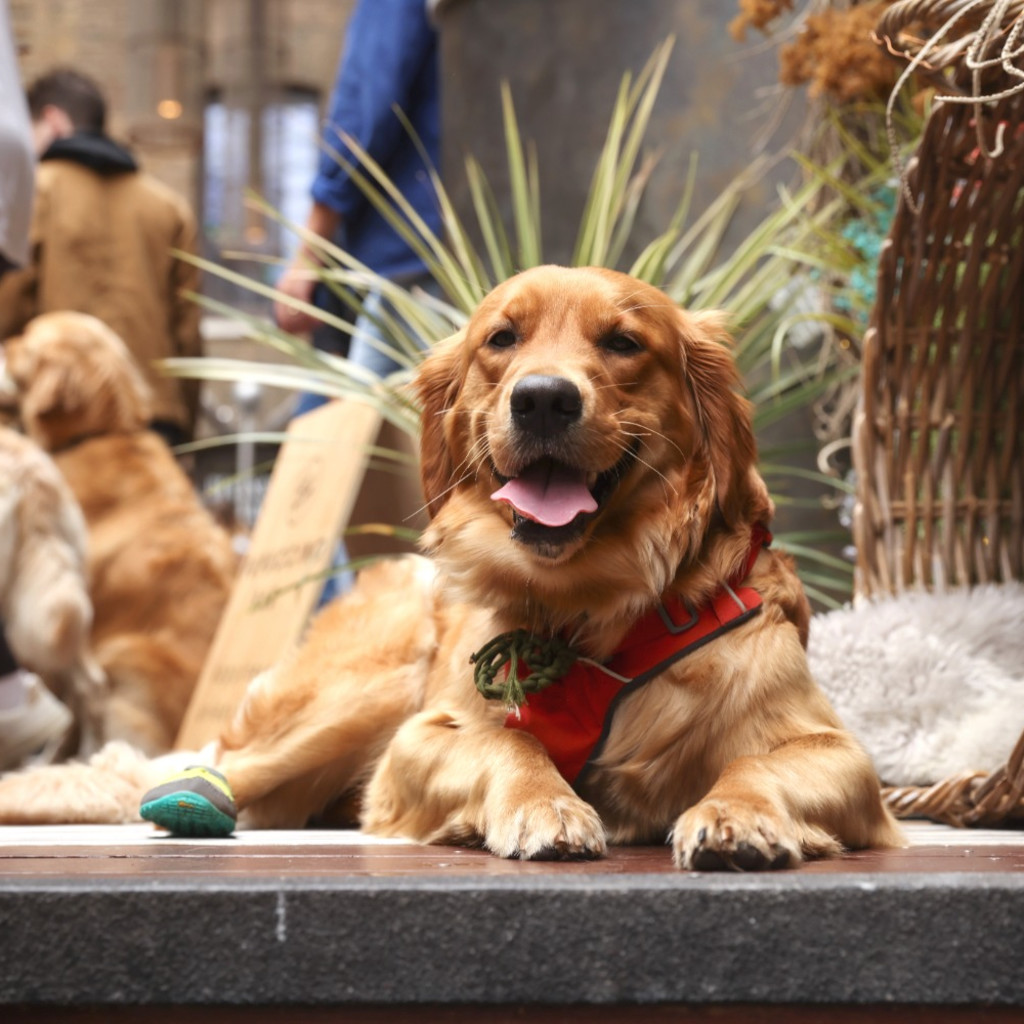 Golden Retriever Cafe Down Hall Essex