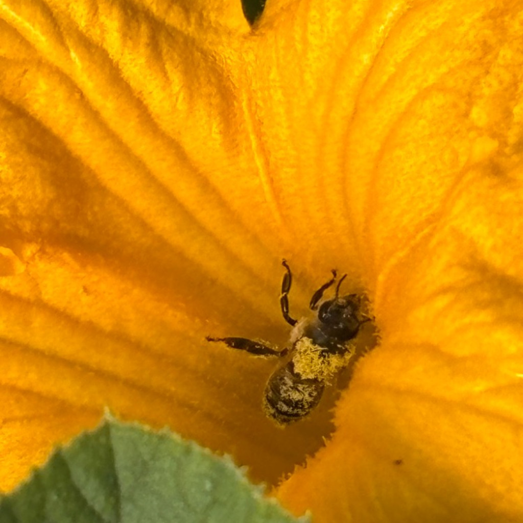 Secret Lives Of Honey Bees