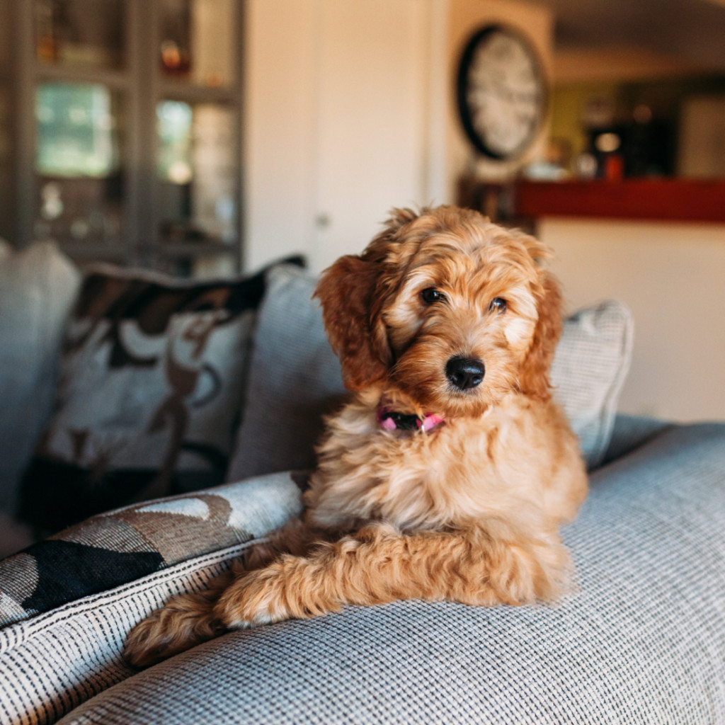 House Rules: Boundaries & Limits for Everyday Living