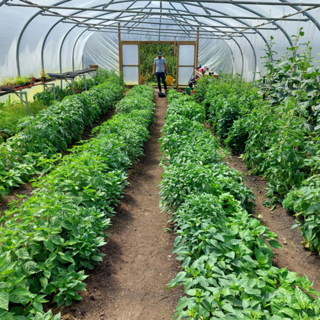 Fire Island's Red Hot Chilli Growers