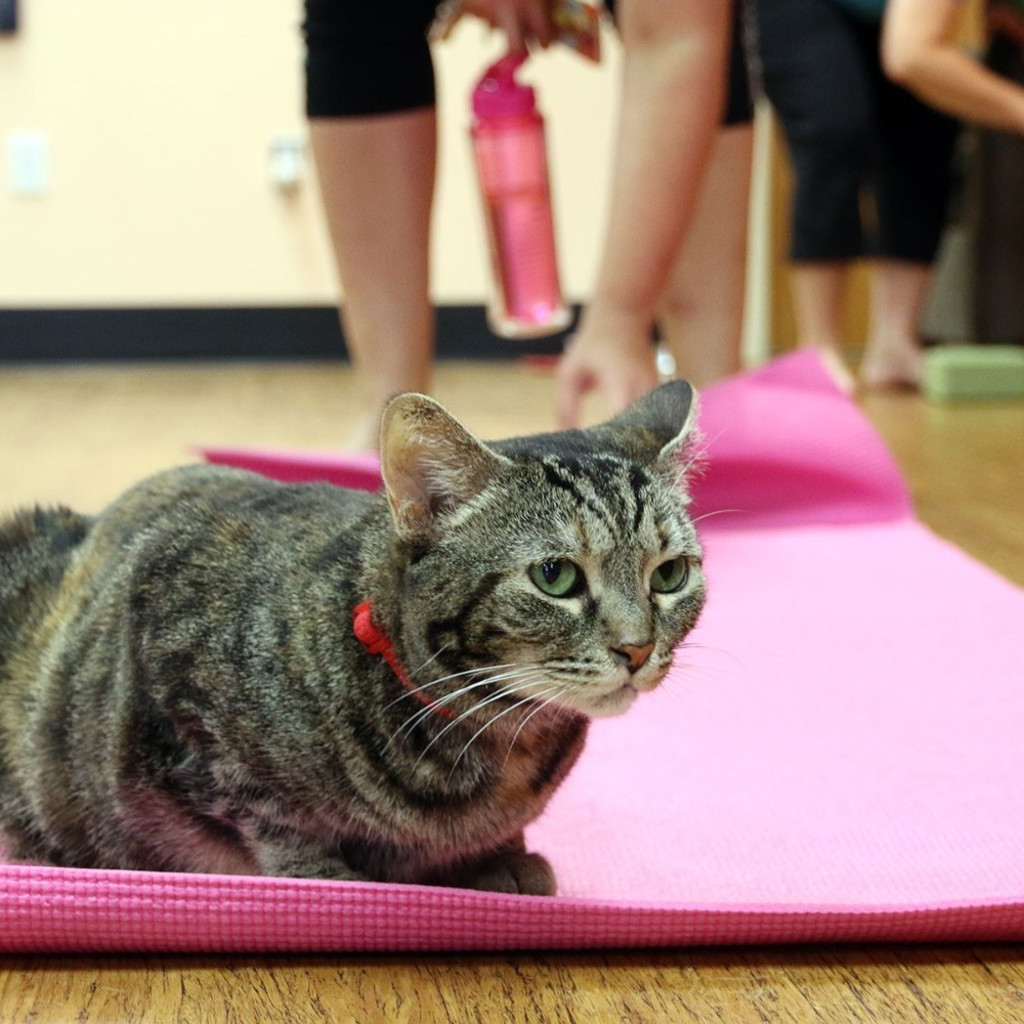 2026 Yoga with Cats at Tiny Lions