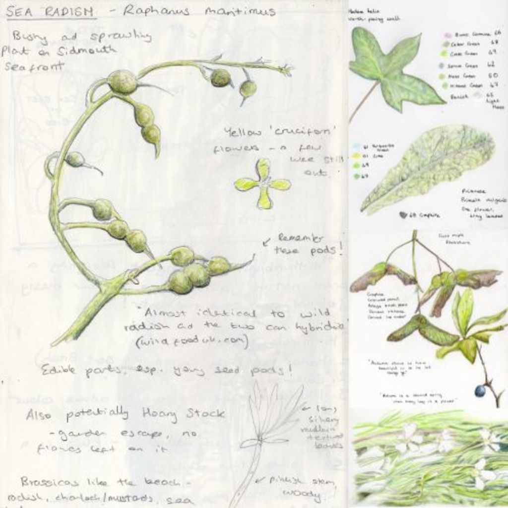 Botanical Drawing With Confidence - Friday 28 May 2027, 10-4 (£70)