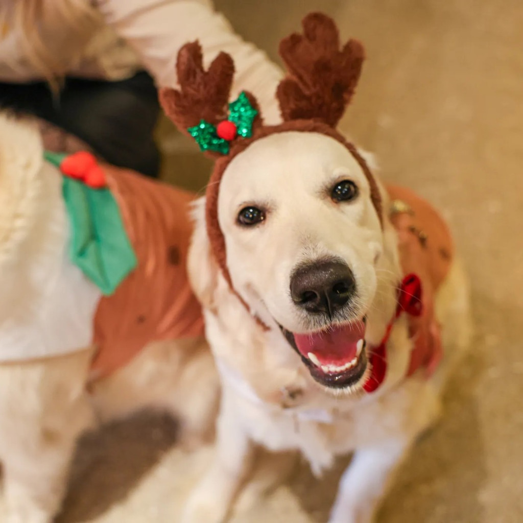 Golden Retriever Cafe Christmas - Cardiff