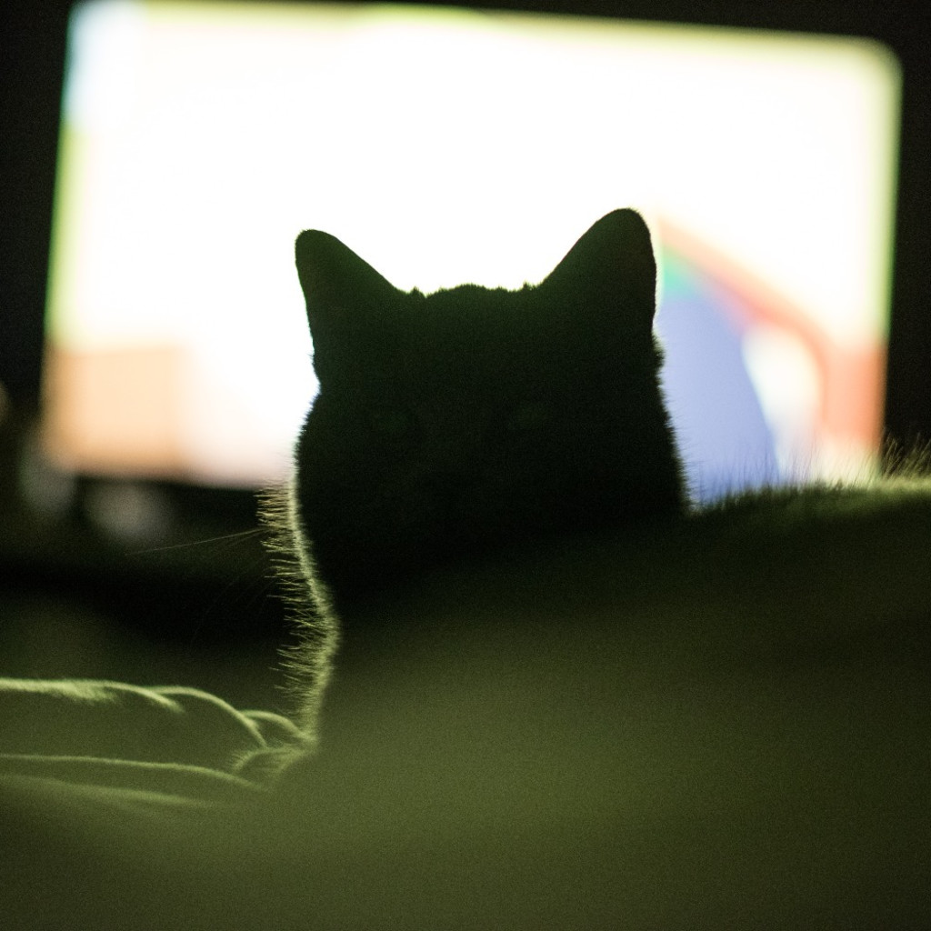 Teen Mewvie Night at Tiny Lions