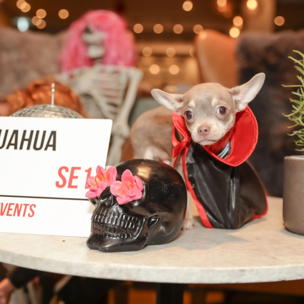 Chihuahua Cafe Halloween - London