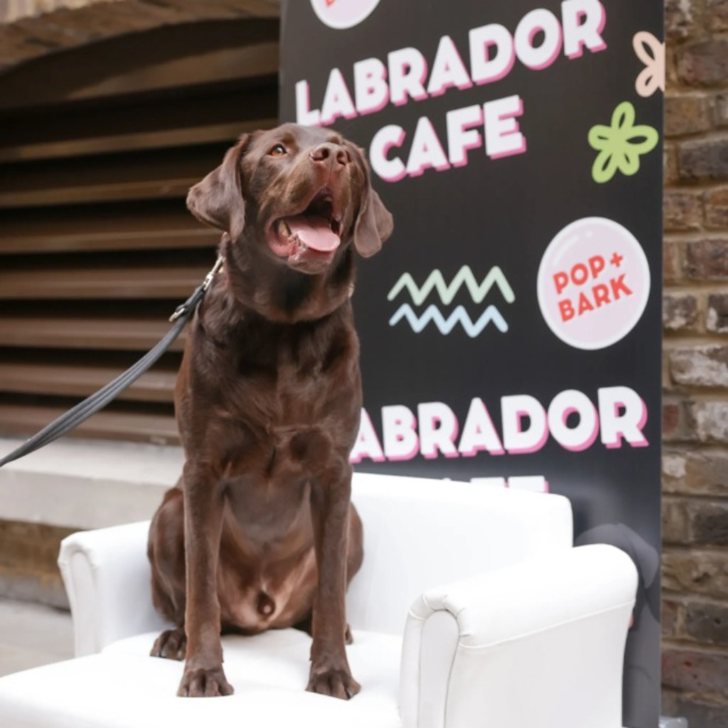 Labrador Cafe - Liverpool