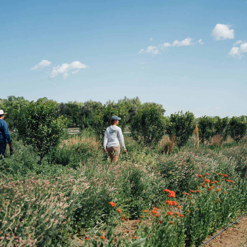 Seed to Supper: An Evening in the Field with MASA x Mad Agriculture