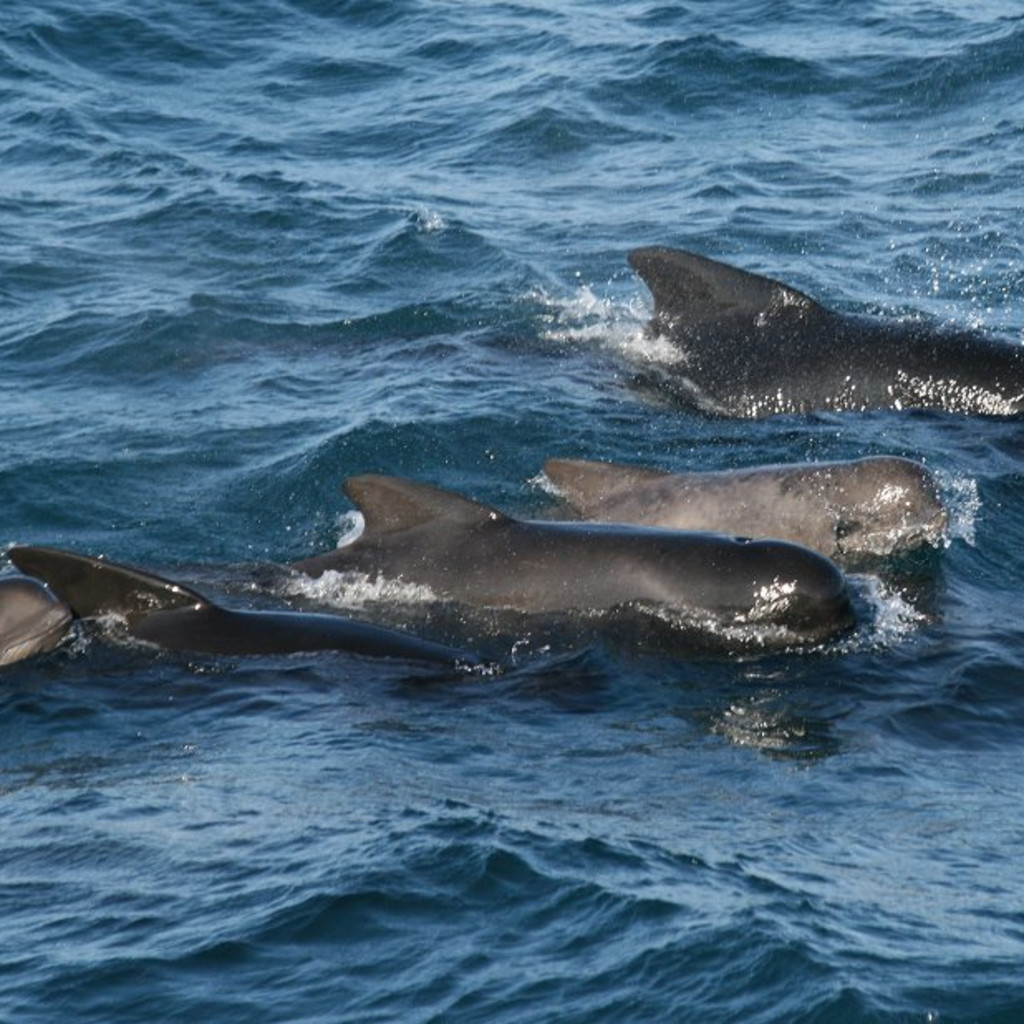Pilot Whales