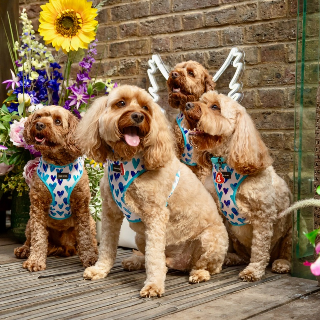 BUY TICKETS NOW – CAVAPOO CAFE™ BIRMINGHAM – The World Bar at Resorts World