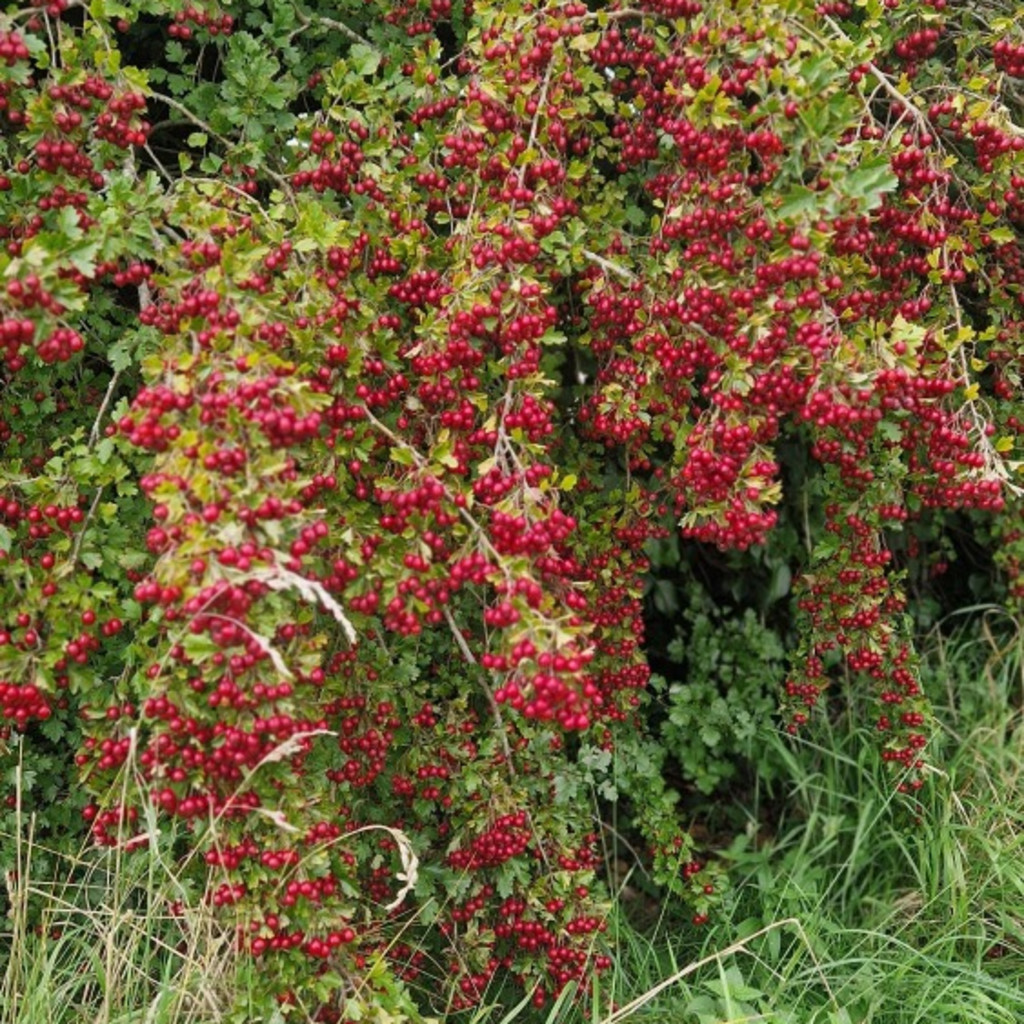 Medicinal Herbs (Autumn) - 24th September 2027 - £95