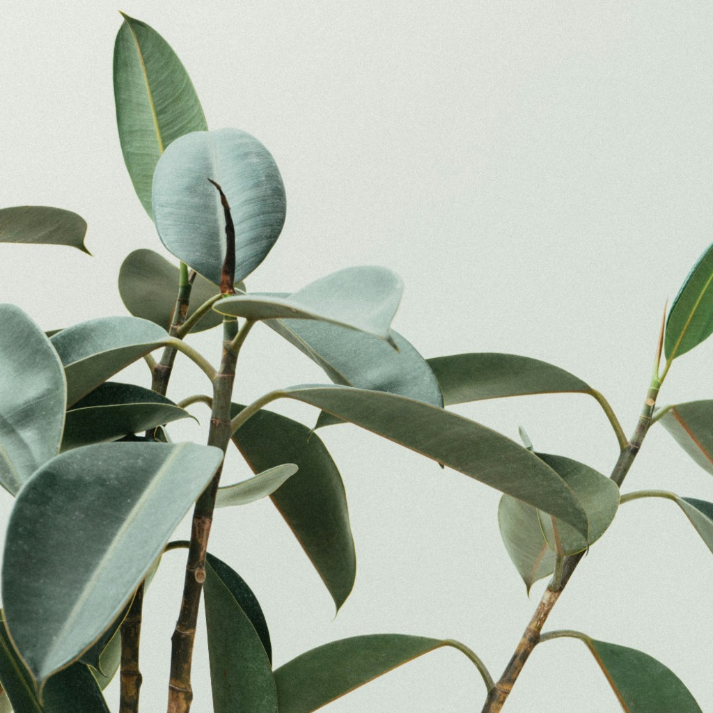 Plants