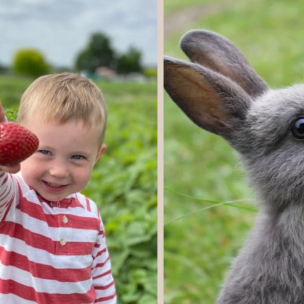 Baby Animals & Berries Strawberry Festival
