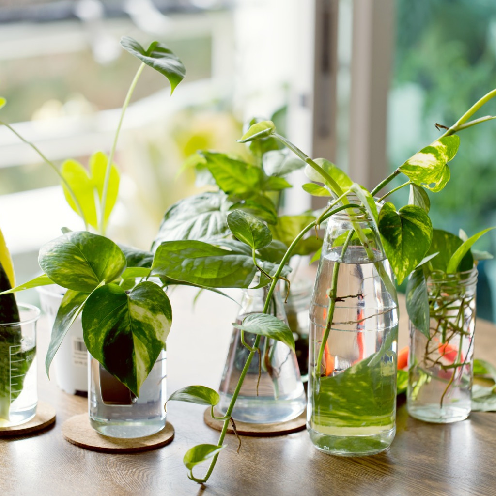 How To Propagate Your Houseplants