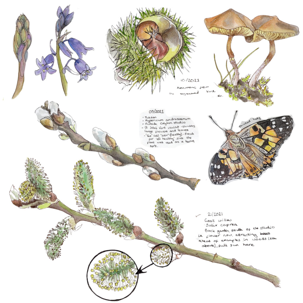 Introduction to Nature Journaling - Sunday 18 April 2027, 10-4 (£70)