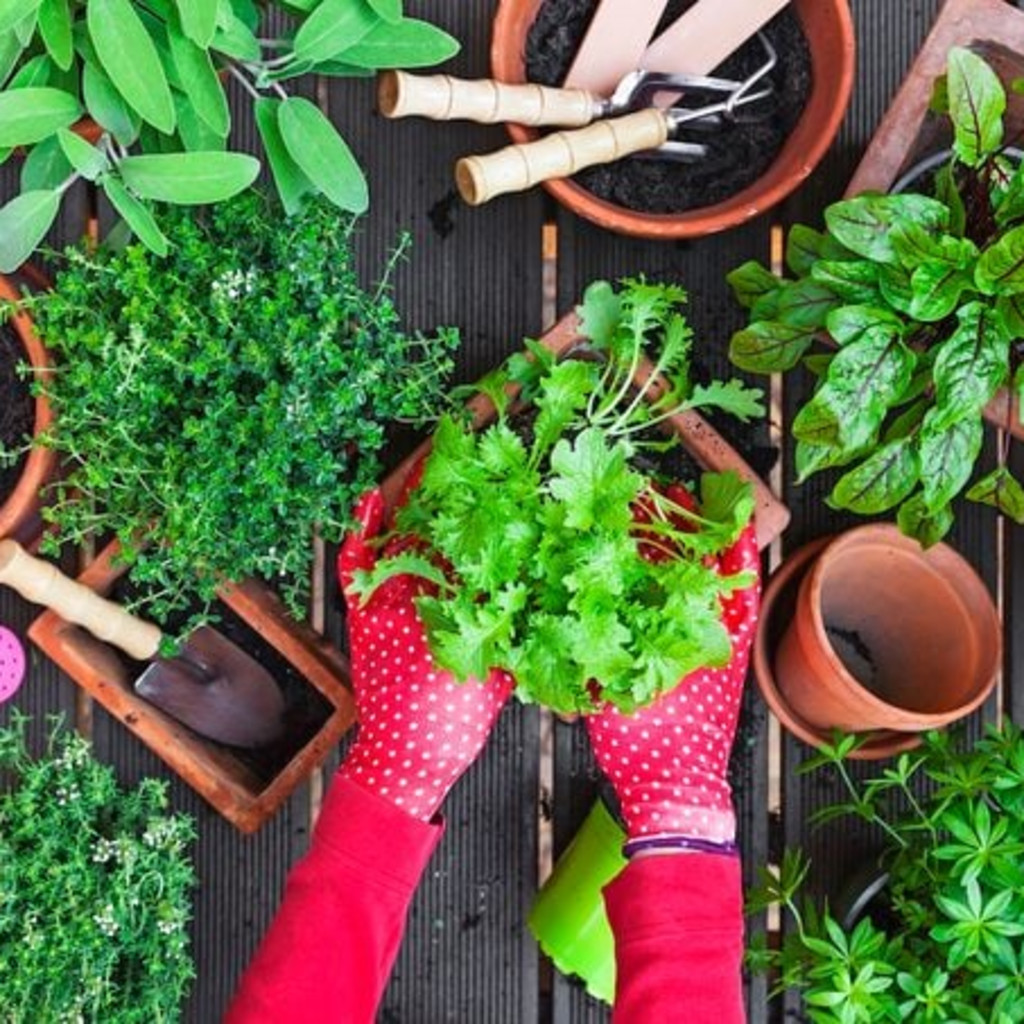 GROW AT HOME: A Beginner’s Guide to Gardening