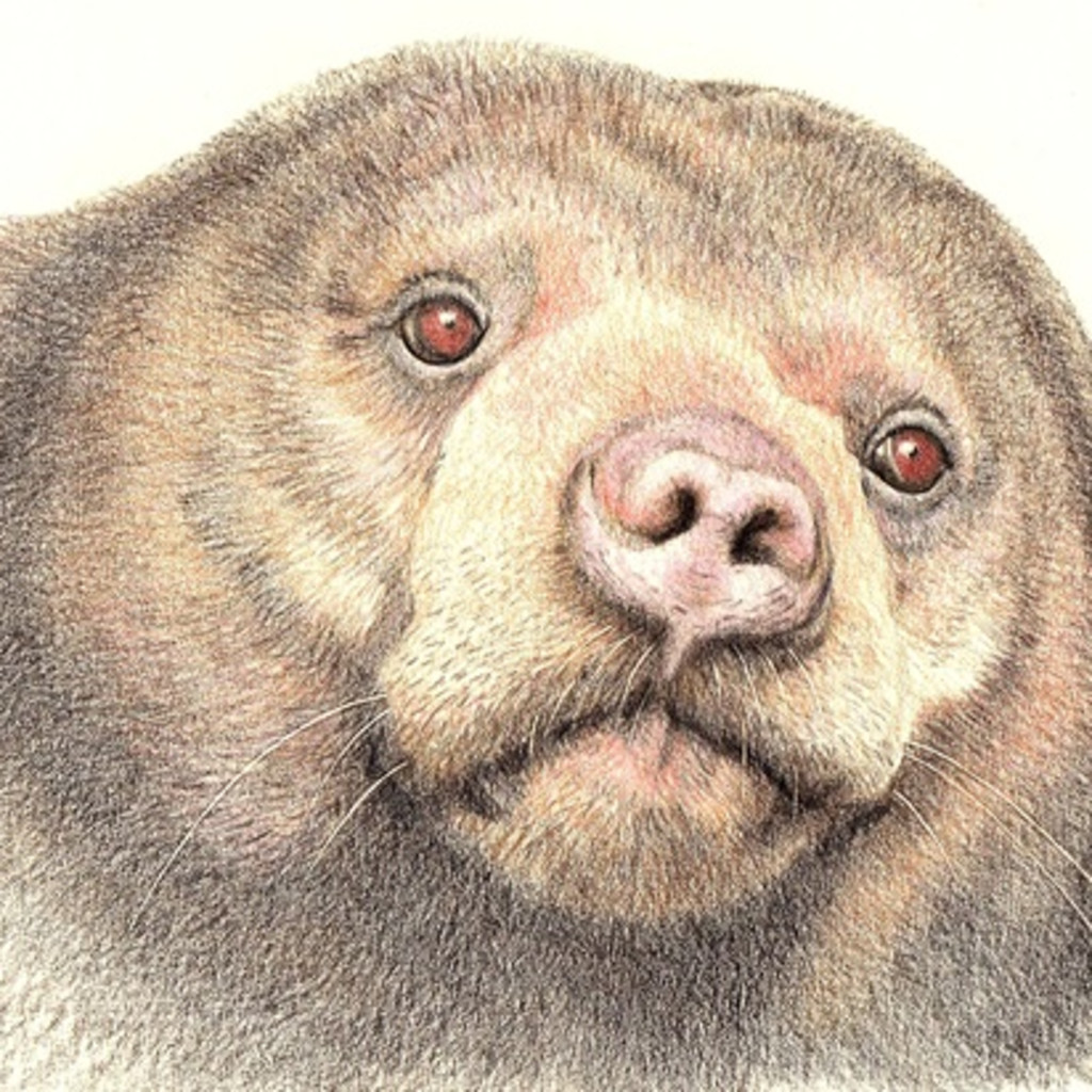 Sun bear coloured pencil portrait with Karen Coulson