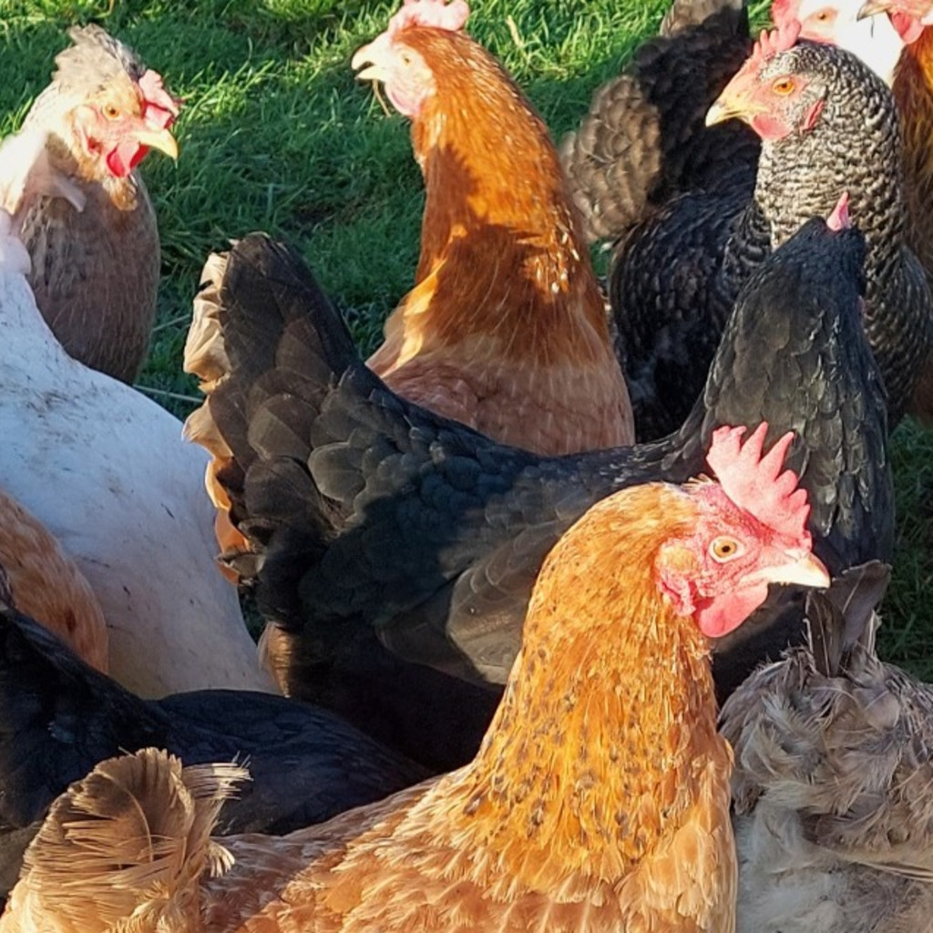 Springtime Farm Experience