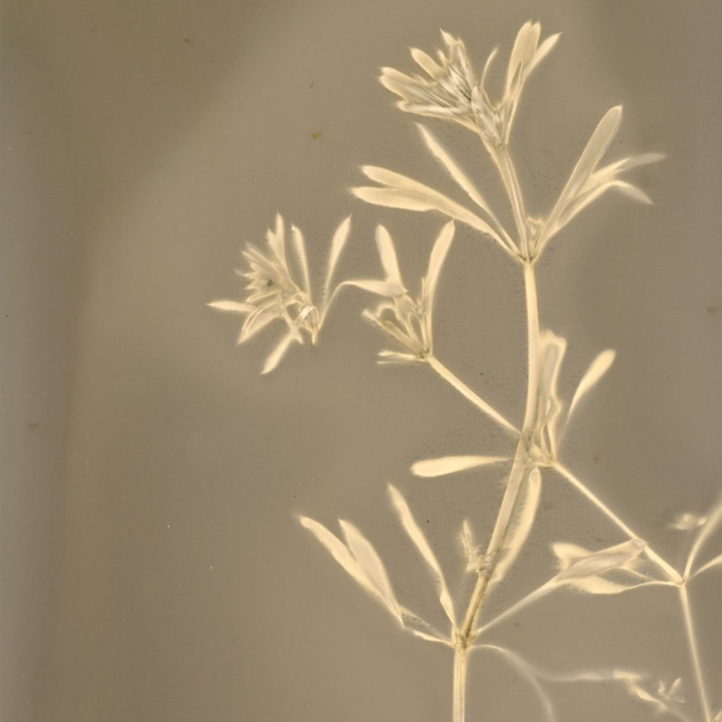 Sustainable Photography - Lumen Print making & Developing with Plants based chemicals.