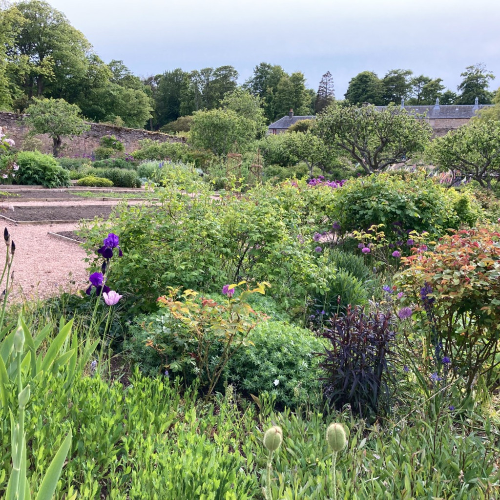 Pick-up a fruit tree at Cambo Gardens