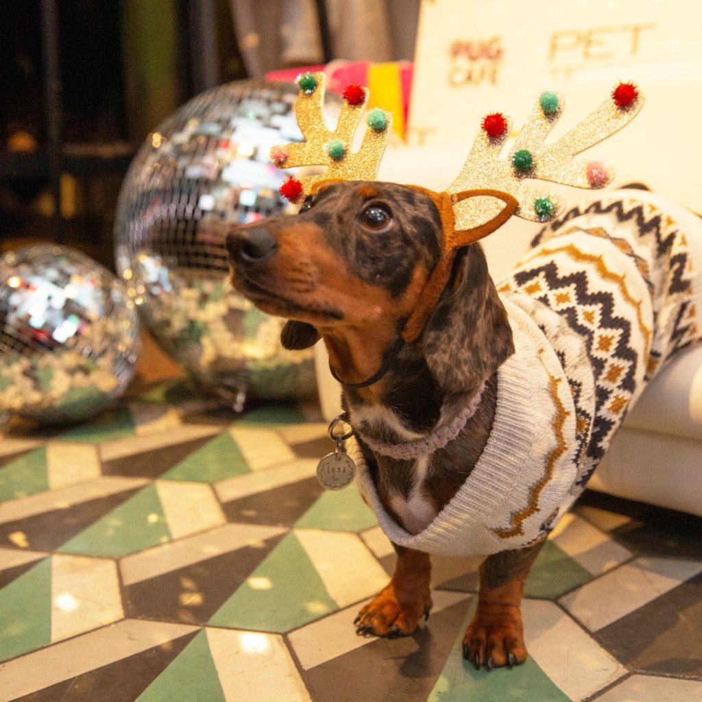 Dachshund Cafe™ Bristol - Christmas