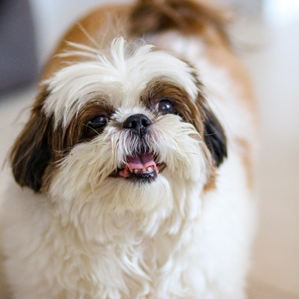 ドッグフード Saru Santastic BUY TICKETS NOW – Shih Tzu Cafe - London – The Happenstance