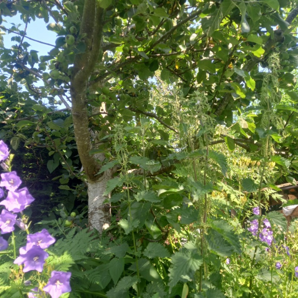 Climate Friendly Gardens - Introduction to Forest Gardening